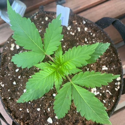 SQ1.1 Special Queen #1 growlog timeline photo