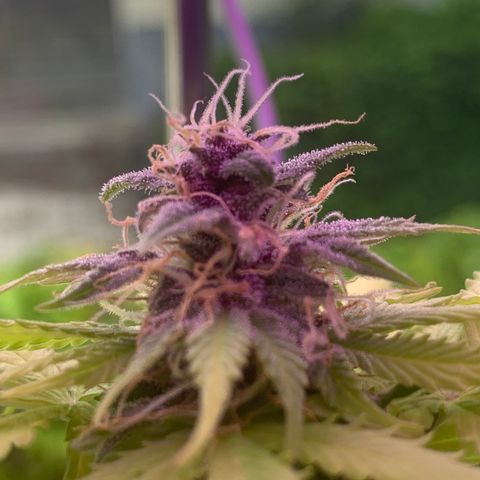Pineapple Express (Hydro) growlog timeline photo