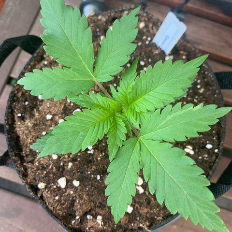 SQ1.1 Special Queen #1 growlog timeline photo