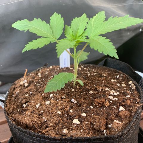 SQ1.1 Special Queen #1 growlog timeline photo