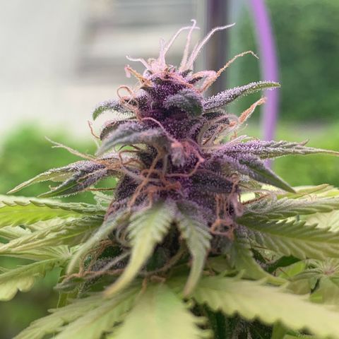 Pineapple Express (Hydro) growlog timeline photo