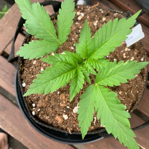 SQ1.1 Special Queen #1 growlog timeline photo