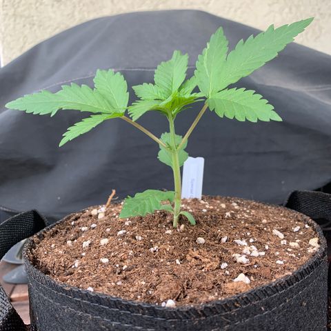 SQ1.1 Special Queen #1 growlog timeline photo