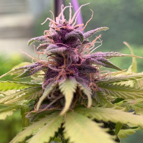 Pineapple Express (Hydro) growlog timeline photo