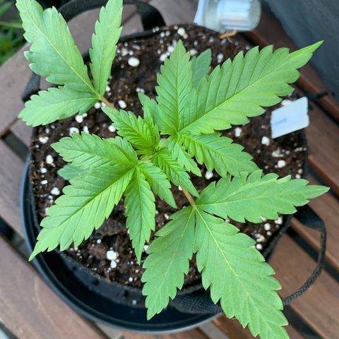 SQ1.1 Special Queen #1 growlog timeline photo