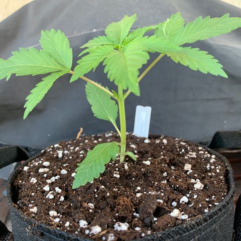 SQ1.1 Special Queen #1 growlog timeline photo
