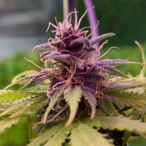 Pineapple Express (Hydro) growlog timeline photo