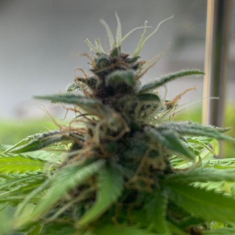 Pineapple Express (Hydro) growlog photo: ohne Beleuchtung