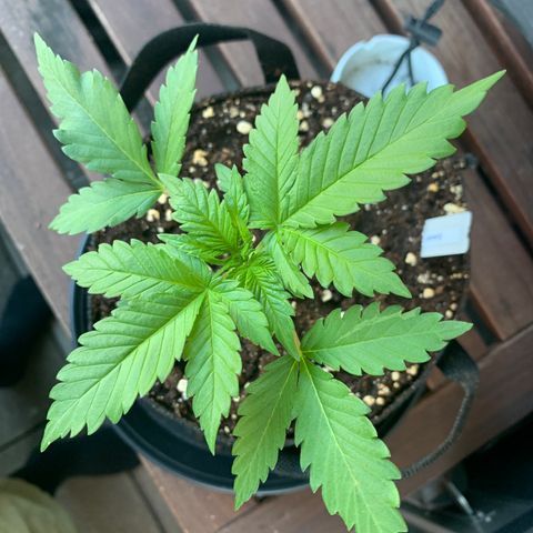 SQ1.1 Special Queen #1 growlog timeline photo