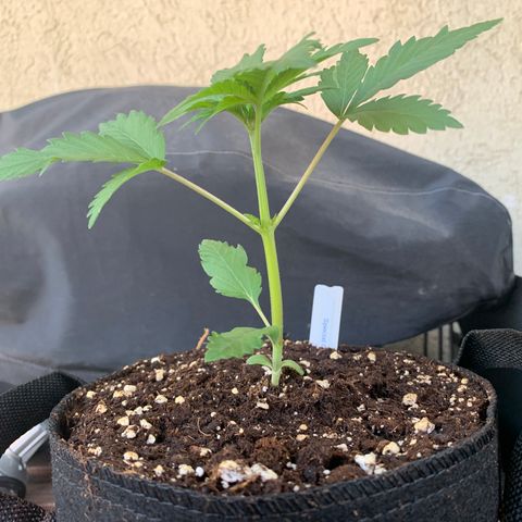 SQ1.1 Special Queen #1 growlog timeline photo
