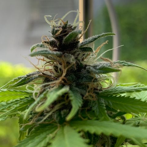 Pineapple Express (Hydro) growlog timeline photo