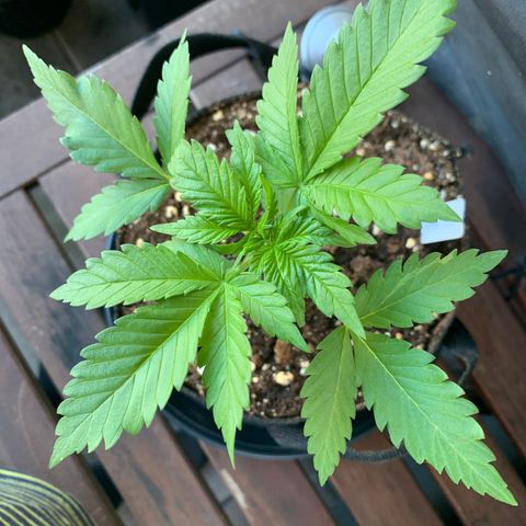 SQ1.1 Special Queen #1 growlog timeline photo
