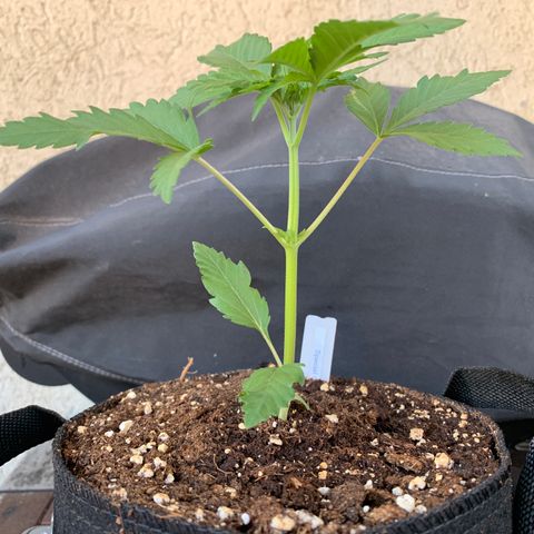 SQ1.1 Special Queen #1 growlog timeline photo