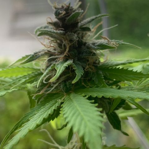 Pineapple Express (Hydro) growlog timeline photo