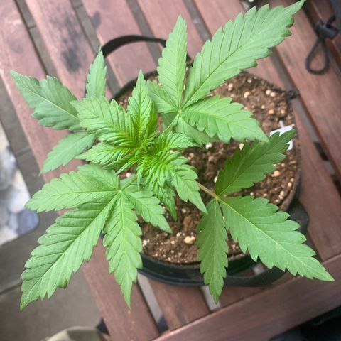 SQ1.1 Special Queen #1 growlog timeline photo