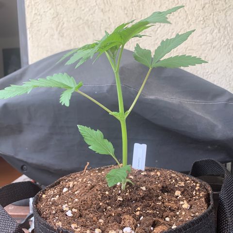 SQ1.1 Special Queen #1 growlog timeline photo