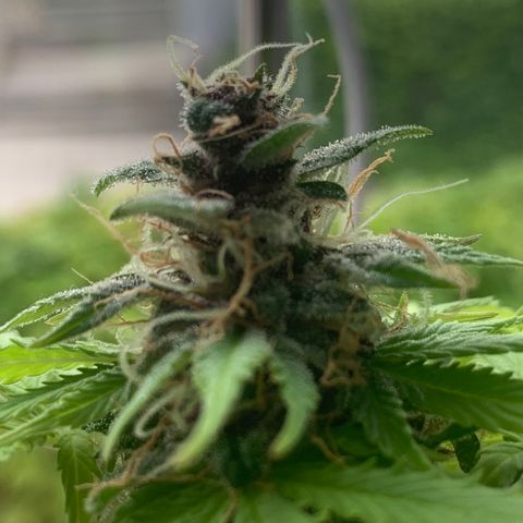 Pineapple Express (Hydro) growlog timeline photo