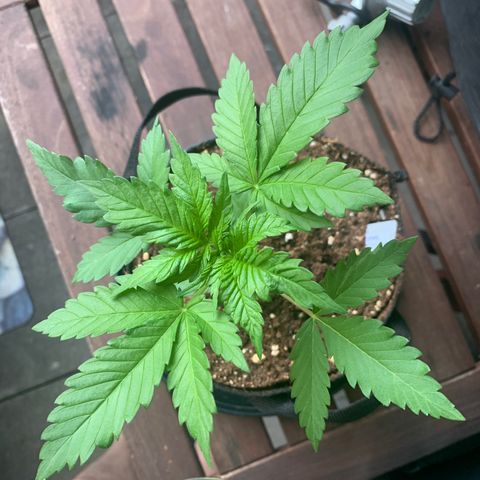 SQ1.1 Special Queen #1 growlog timeline photo