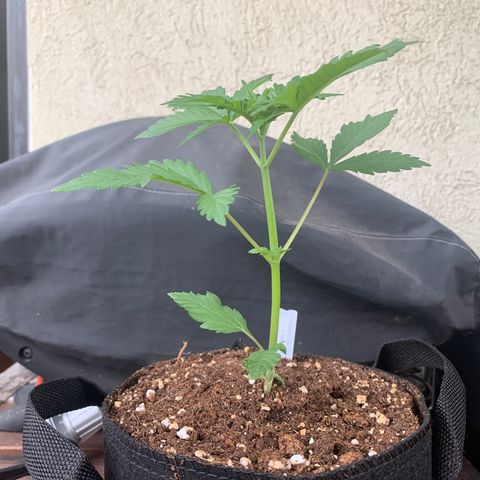 SQ1.1 Special Queen #1 growlog timeline photo
