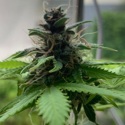 Pineapple Express (Hydro) growlog timeline photo