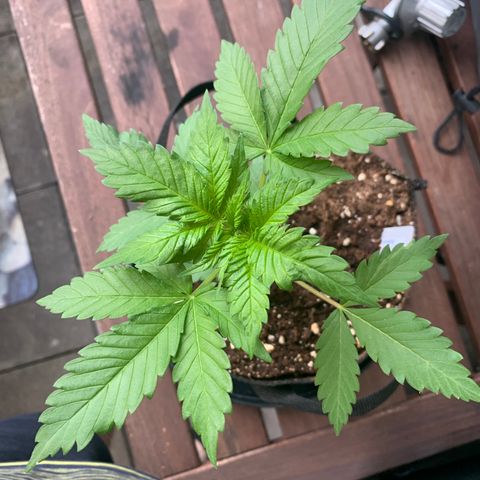 SQ1.1 Special Queen #1 growlog timeline photo