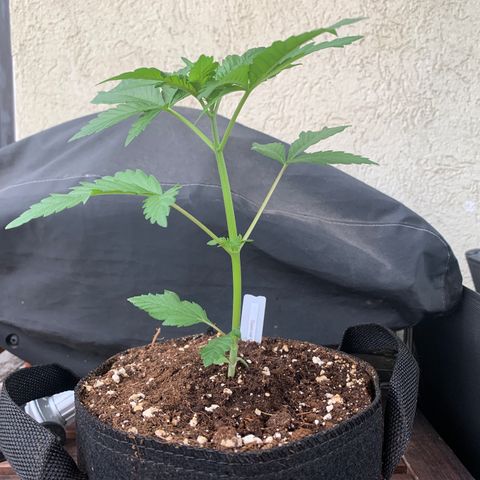 SQ1.1 Special Queen #1 growlog timeline photo