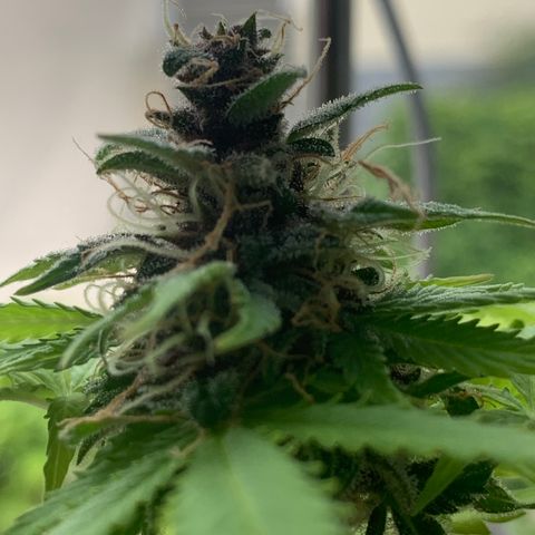 Pineapple Express (Hydro) growlog timeline photo