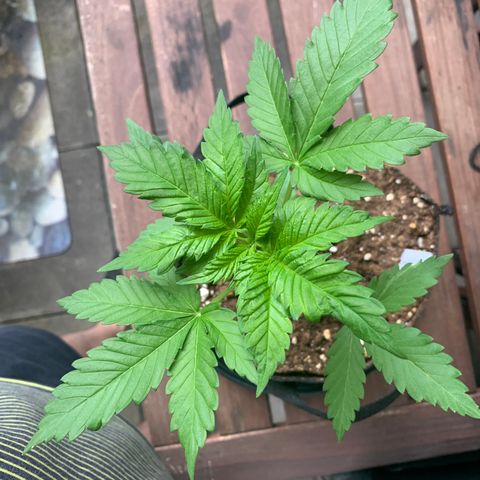 SQ1.1 Special Queen #1 growlog timeline photo