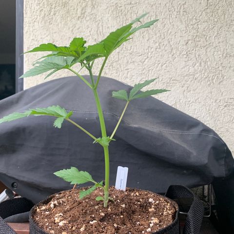 SQ1.1 Special Queen #1 growlog timeline photo