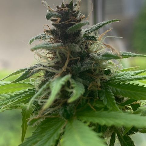 Pineapple Express (Hydro) growlog timeline photo