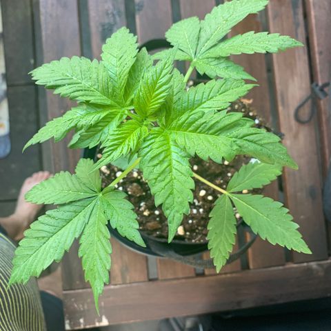 SQ1.1 Special Queen #1 growlog timeline photo