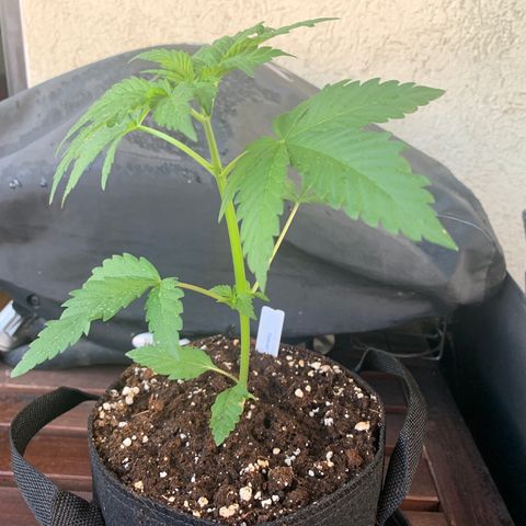 SQ1.1 Special Queen #1 growlog timeline photo