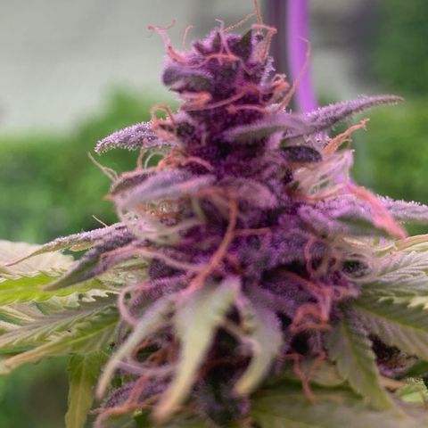 Pineapple Express (Hydro) growlog timeline photo