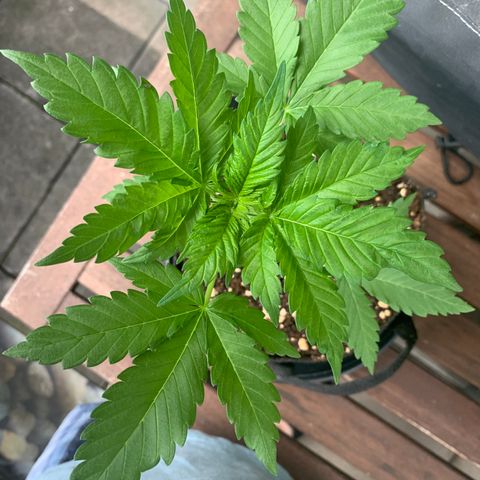 SQ1.1 Special Queen #1 growlog timeline photo