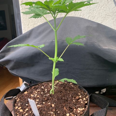 SQ1.1 Special Queen #1 growlog timeline photo