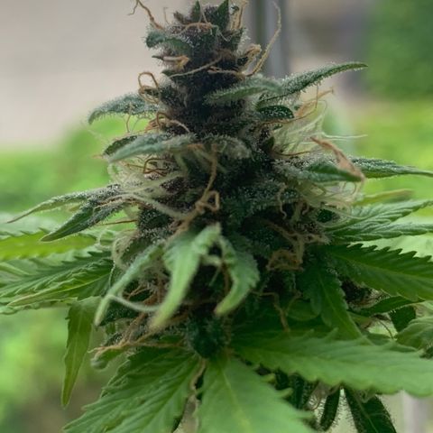 Pineapple Express (Hydro) growlog timeline photo