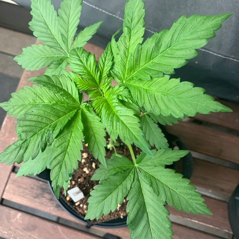 SQ1.1 Special Queen #1 growlog timeline photo