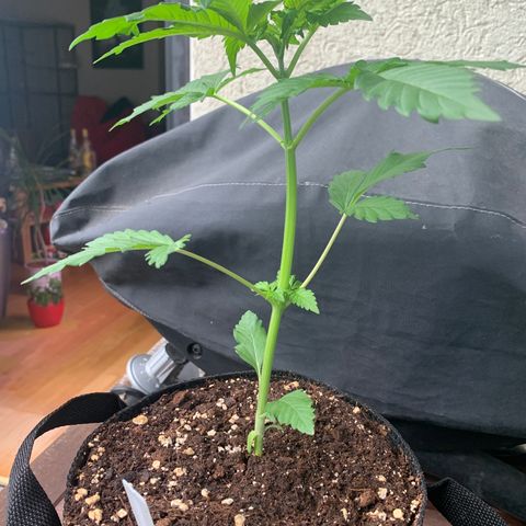 SQ1.1 Special Queen #1 growlog timeline photo