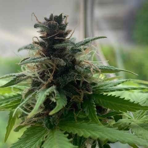 Pineapple Express (Hydro) growlog timeline photo