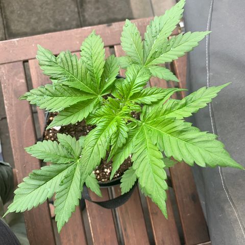 SQ1.1 Special Queen #1 growlog timeline photo