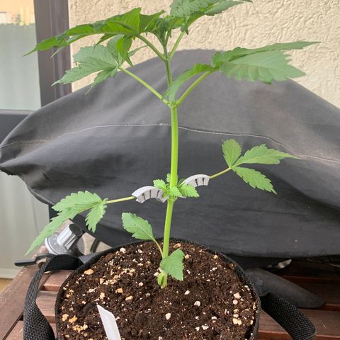 SQ1.1 Special Queen #1 growlog timeline photo