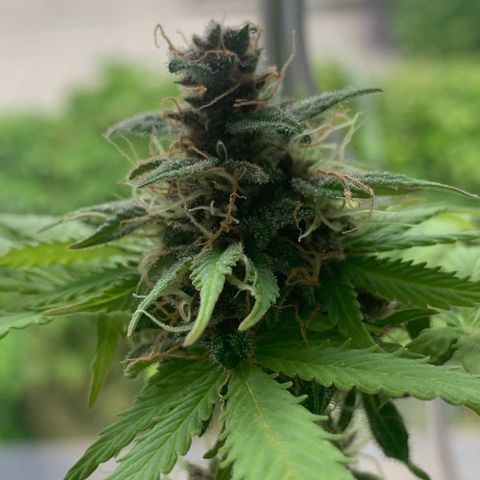Pineapple Express (Hydro) growlog timeline photo