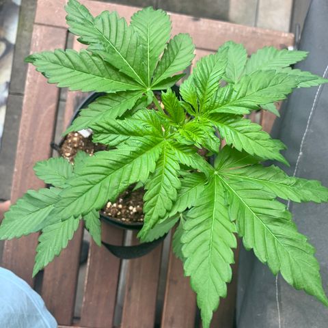 SQ1.1 Special Queen #1 growlog timeline photo