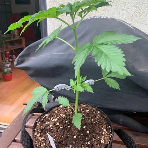 SQ1.1 Special Queen #1 growlog timeline photo