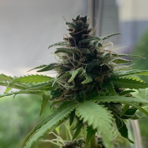 Pineapple Express (Hydro) growlog timeline photo
