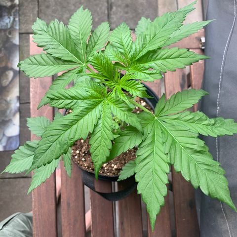 SQ1.1 Special Queen #1 growlog timeline photo
