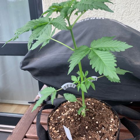 SQ1.1 Special Queen #1 growlog timeline photo