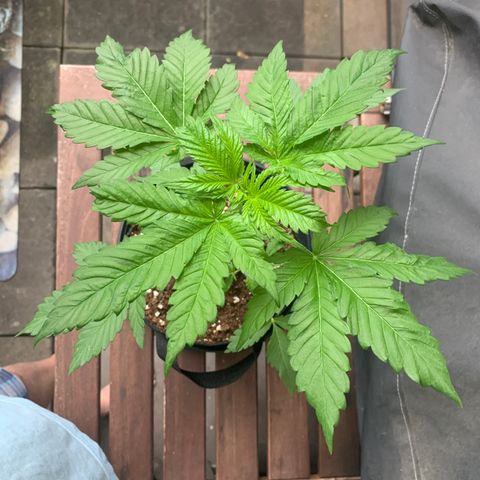 SQ1.1 Special Queen #1 growlog timeline photo