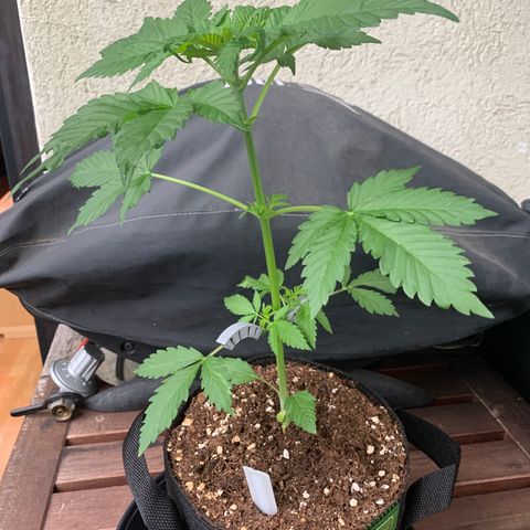 SQ1.1 Special Queen #1 growlog timeline photo
