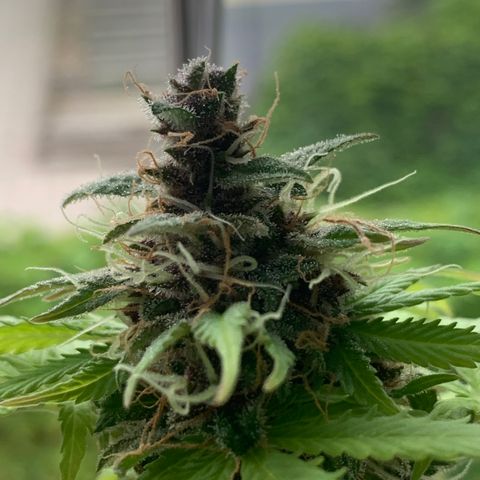 Pineapple Express (Hydro) growlog timeline photo